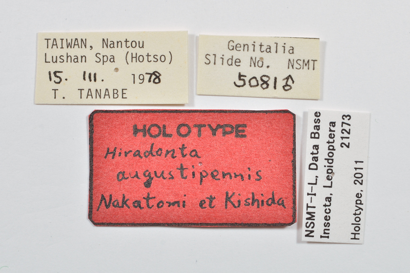 Hiradonta angustipennis
